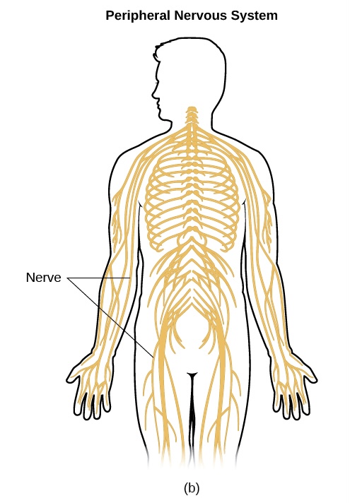<p>Peripheral Nervous System (PNS)</p>