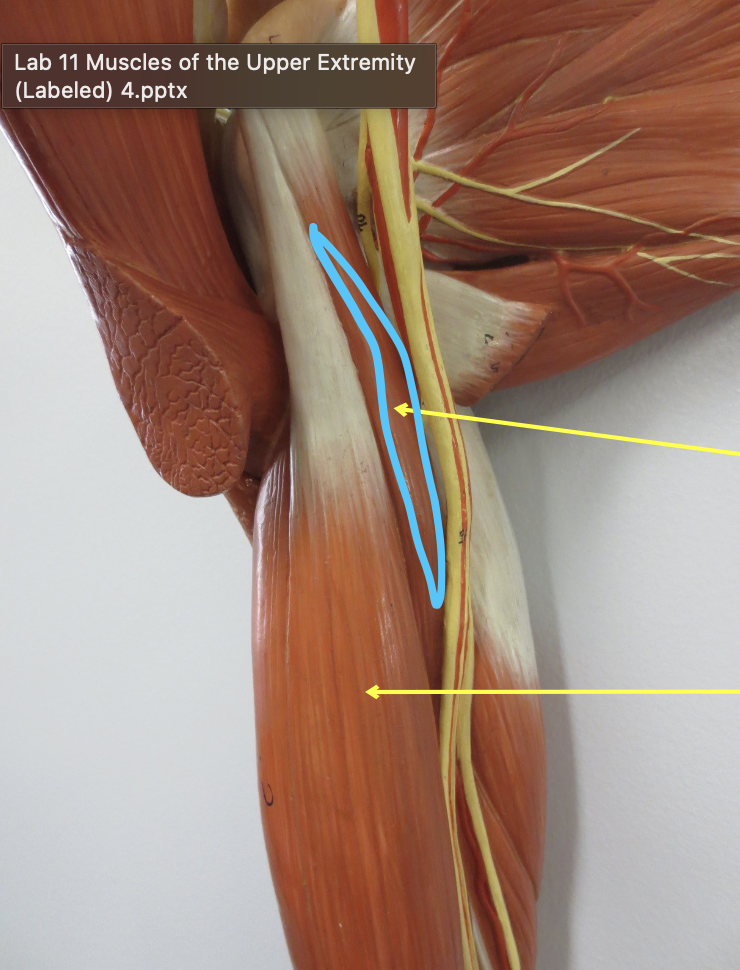 <p>Which muscle</p>