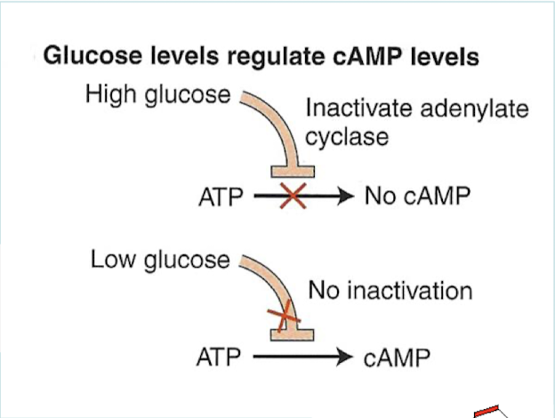 <p>Glucose inhibits the formation of cAMP by inhibiting the enzyme adenylyl cyclase. Glucose DOES NOT bind to a regulatory protein.</p>