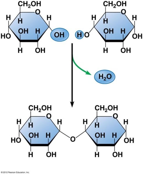 <p>-2 monosaccharides joined together by dehydration synthesis<br><br>3 important ones:<br>Malt sugar - 1) <b>glucose</b> + <b>glucose</b> --&gt; <b>maltose</b> + H₂o<br>Table sugar - 2) <b>glucose</b> + <b>fructose</b> --&gt; <b>sucrose</b> + H₂o<br>Milk sugar - 3) <b>glucose</b> + <b>galactose</b> --&gt; lactose + H₂o<br><br>C₆H₁₂O₆ + C₆H₁₂O₆ --&gt; C₁₂H₂₂O₁₁ + H₂o</p>