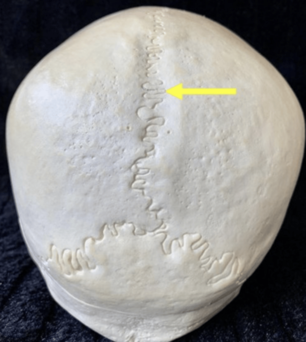 <p>name the bone</p>