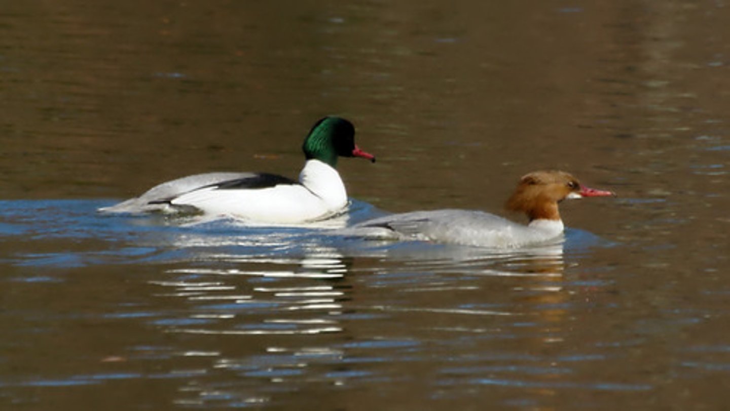 <p>Identification</p><p>- Large duck with slender body, long serrated bill, and low flight profile.</p><p>- Males have white bodies with dark green heads; females are gray with rusty crests.</p><p>Behaviour / Adaptation</p><p>- Dives for small fish—serrated bill helps grip slippery prey.</p><p>- Often seen flying just above water surface in direct, purposeful lines.</p><p>- Moms raise the chicks on their own- males leave after mating (joins other males at feeding sites)</p>