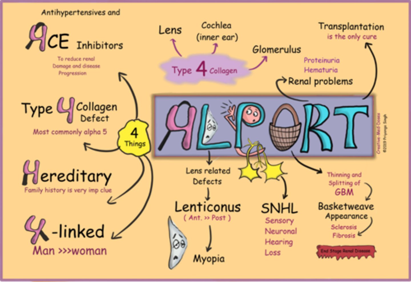 <p>Aside from genetic testing, how can we dx <strong>Alport syndrome</strong>?</p>