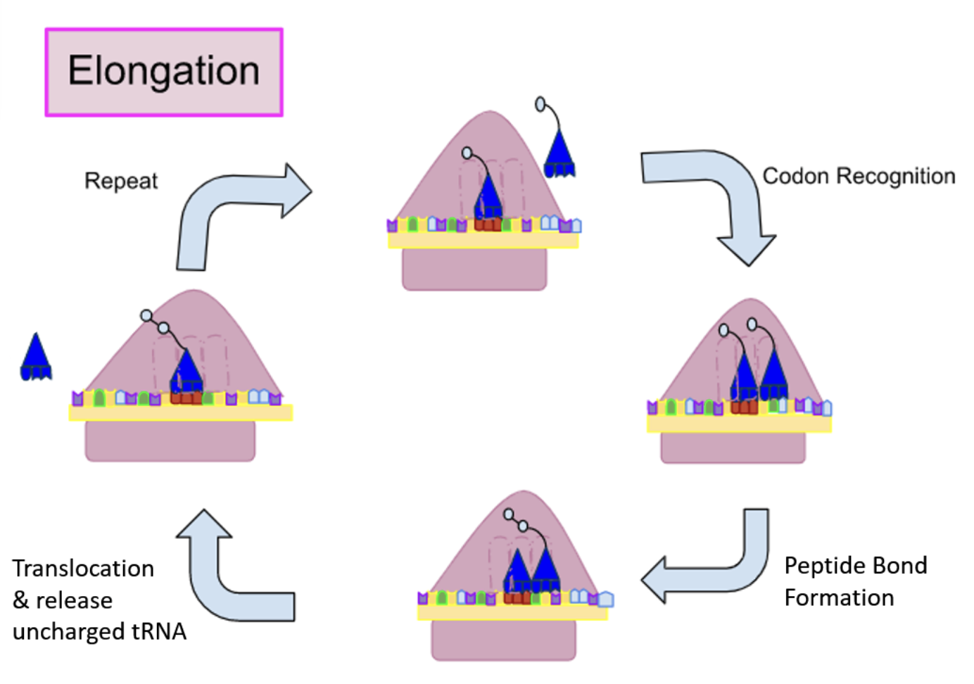 <p><strong>1) </strong>The charged tRNA carrying next amino acid binds to the A site creating new tRNA binding</p><p><strong>2)</strong> A peptide bond is formed by the uncoupling of the tRNA on carboxyl end of the amino acid attached to the P-site, forming the peptide bond on the A site of tRNA</p><p><strong>3) </strong>The large ribosomal subunit translocates three nucleotides (shifts down a codon)</p><p><strong>4)</strong> The small ribosomal subunit moves 3 nucleotides to match the large subunit, and tRNA is ejected </p><p><strong>This cycle is repeated until Stop codon is released </strong></p>