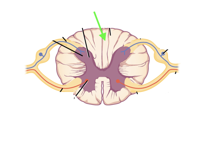 <p>what spinal cord area is this?</p>