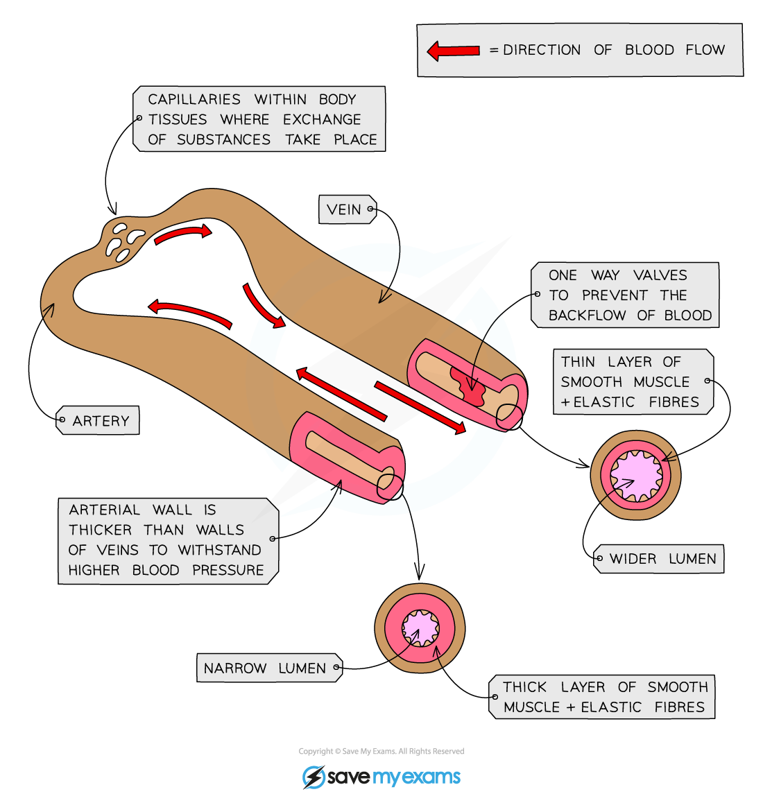 <p>Arteries : </p><ul><li><p>thicker smooth muscle &amp; elastin layer lowers the pressure of the blood so capillaries don’t burst when given blood </p></li><li><p>and the stretch allows for recoil after a surge of blood to maintain blood pressure</p></li><li><p>arteries have smaller lumens in order to push blood everywhere around the body</p></li></ul><p>Veins : </p><ul><li><p>larger lumen in order to minimise the friction so blood goes back to the heart - thinner smooth muscle &amp; elastin layer </p></li><li><p>contain valves in order to prevent the backflow of blood</p></li></ul><p></p>