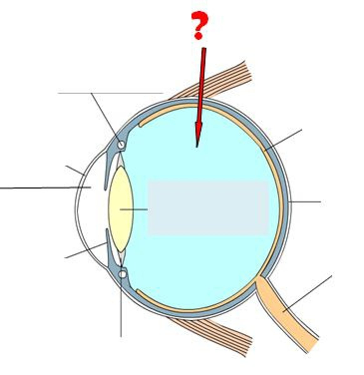 <p>clear/gel like, gives eye support/shape</p>
