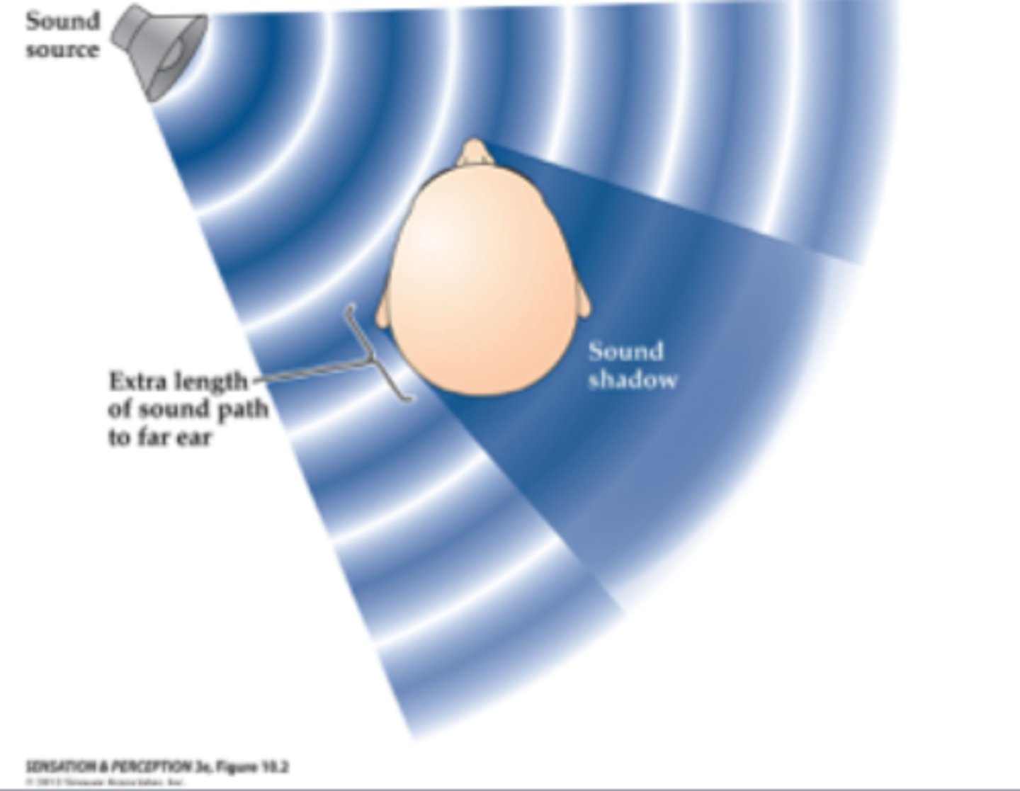 <p>The head is an obstacle to sound, so when sound comes from the side, one ear is in an "acoustic shadow" (this is the main effect)</p><p>-because not as much sound has been able to get round to it (some will gradual reduction)</p><p>In addition</p><p>-sound will then bend to get round the other side and some will reflect of side it reaches</p><p>-therefore the patterns of waves are complicated, can be destructive or constructive</p><p>This means the interneural level differences are complex</p>