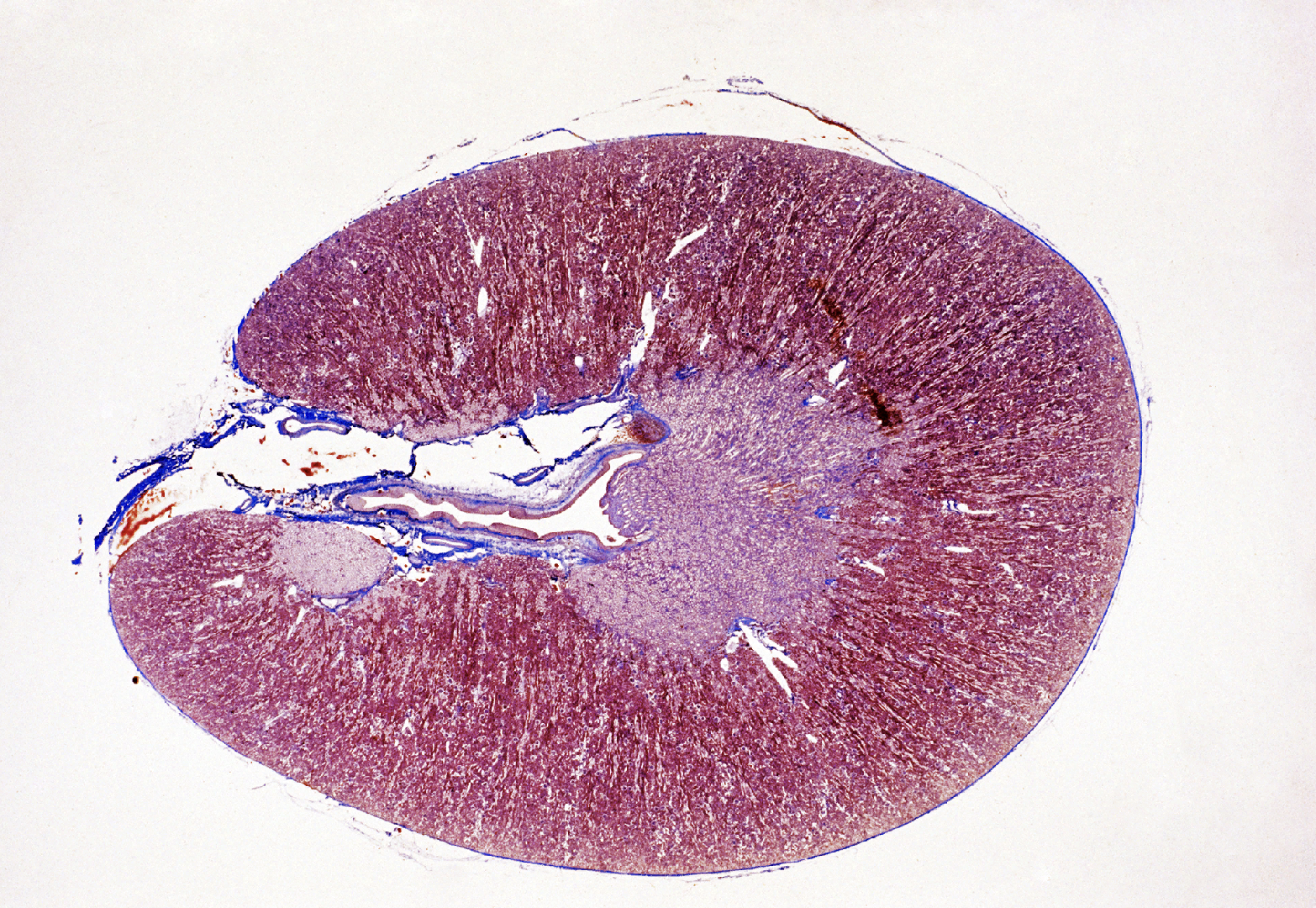 <p>List layers of Kidney (<span>Low magnification view)</span></p>