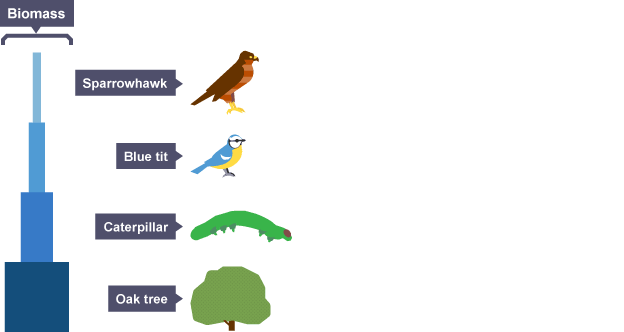 <ul><li><p>Consider the total mass (biomass) of living organisms at teach trophic level</p></li><li><p>The biomass should be dry mass → water stores no energy</p></li><li><p>Biomass is found by drying &amp; weighing organisms</p></li><li><p>Usually pyramid shaped, since if a trophic level gains all its mass from the level below, then it cannot have more mass than that level</p></li></ul><p></p>