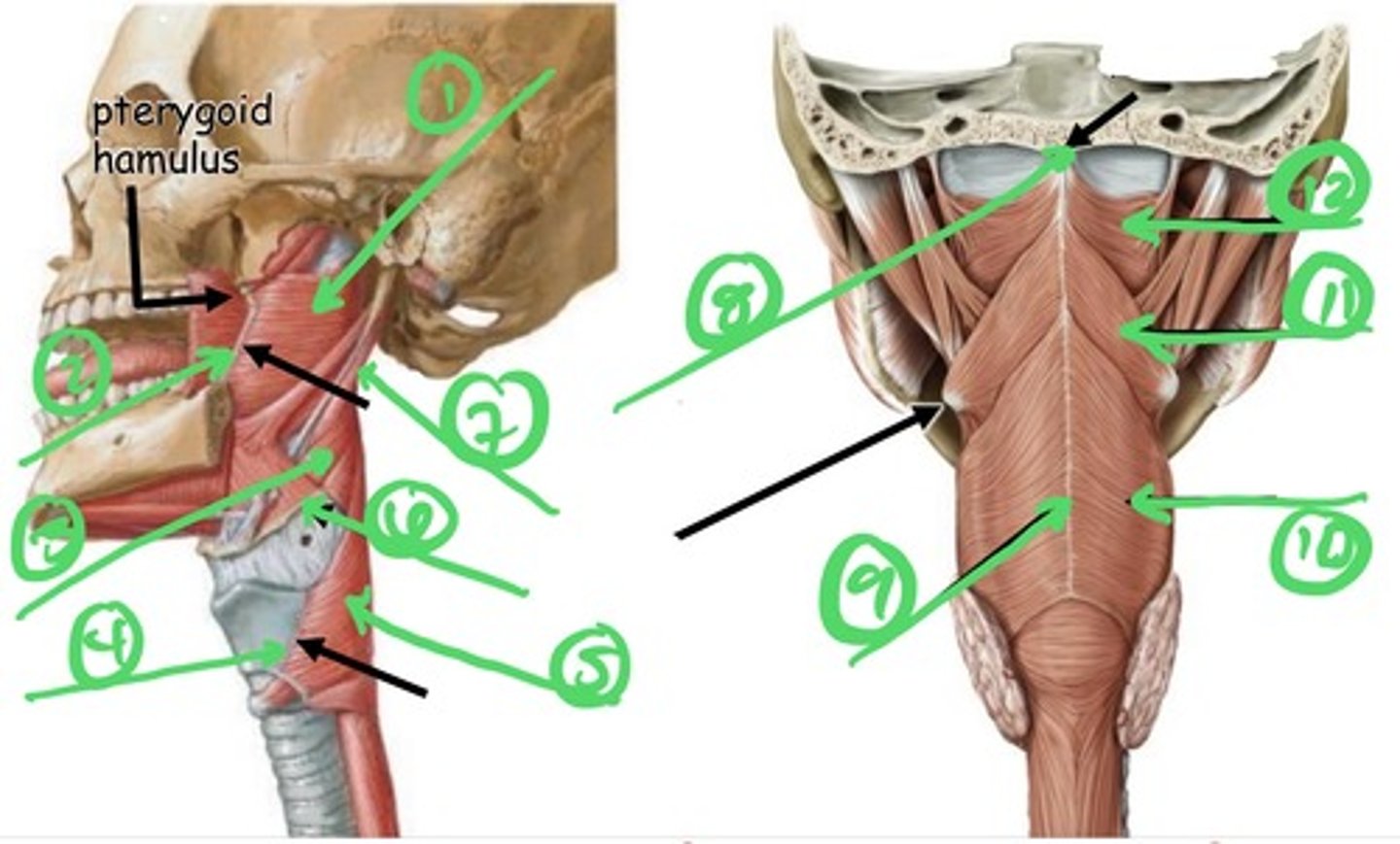 knowt flashcard image