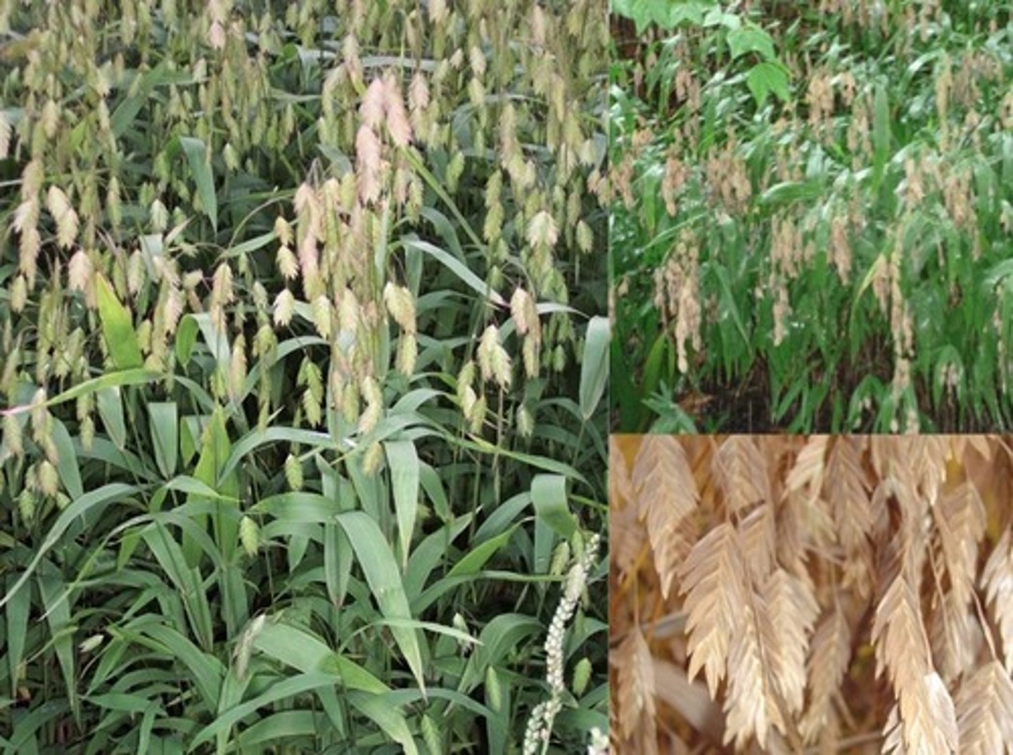 <p>-flattened spikelets<br>-leaves are broader, go up stem<br>-bottomland species<br>-found along rivers</p>