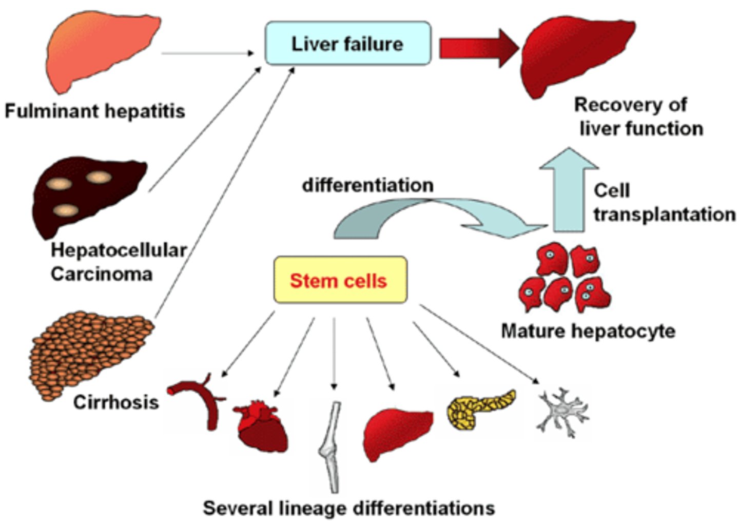 <p>You would take healthy stem cells from Jimmy and then induce them to become Pluripotent. You would then program them using transcription factors, etc. to become a new liver for Jimmy! Yay! You should then tell Jimmy not to drink alcohol ever again!!!</p>