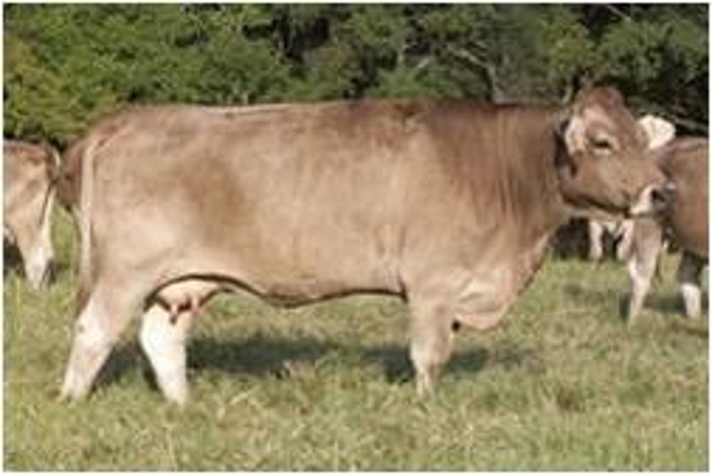 <p>Exotic/European Beef Breed</p><p>Various shades of brown, predominately mousey brown, but ranging from light brown with gray to very dark brown.</p><p>Border of the muzzle is very light as is the poll.</p><p>Switch of tail is dark brown to black.</p><p>Skin is pigmented, the muzzle is black and hooves are dark.</p><p>Used to develop Brown Swiss.</p>