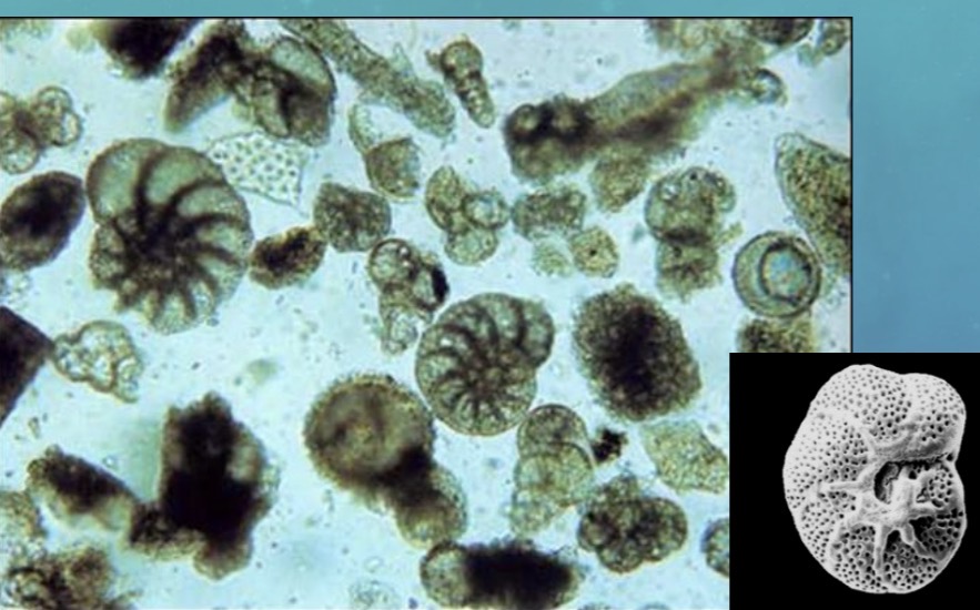 <p>What makes Rhizaria unique and what are some examples</p>