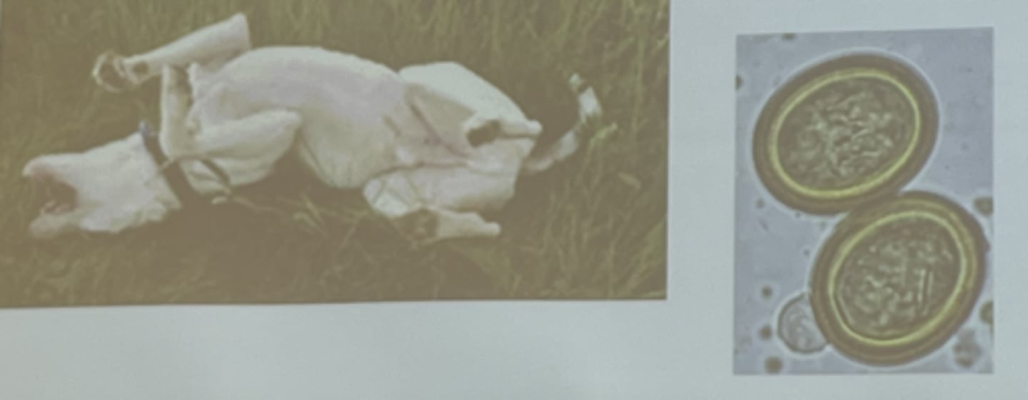 <p>Yes, he will likely have the cyst growing in him and be a source of infection (intermediate host) for dogs that feed on his dead body.</p><p>3 multiple choice options</p>