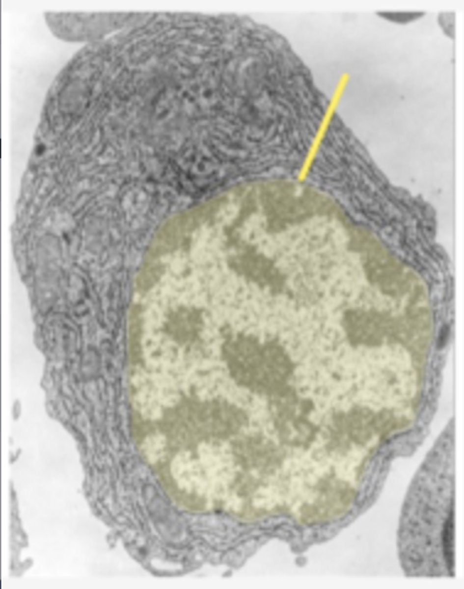 <p>Identify the specific structure</p>