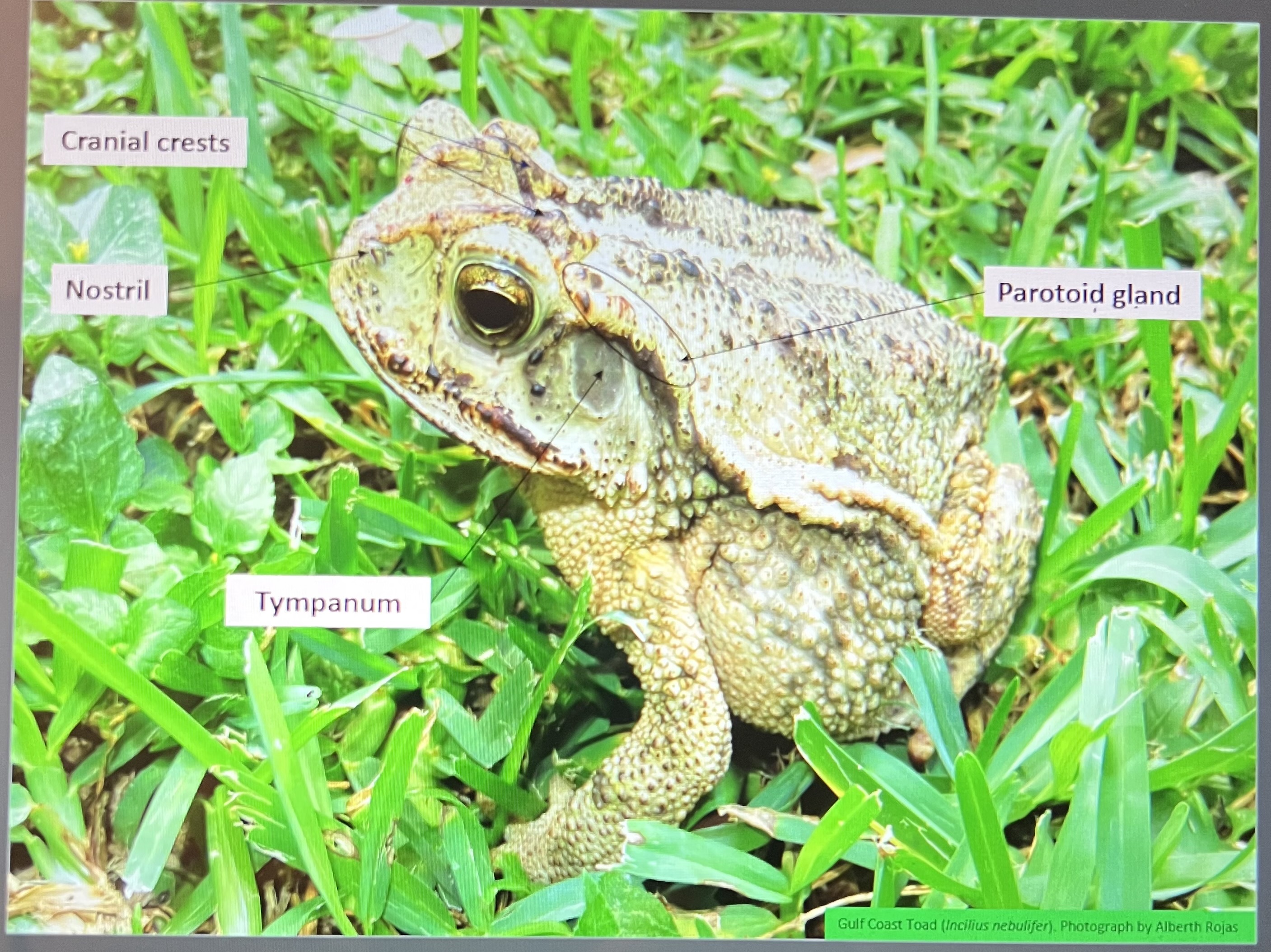 <p>What are the characteristics shown in the frog? (List 5)</p>