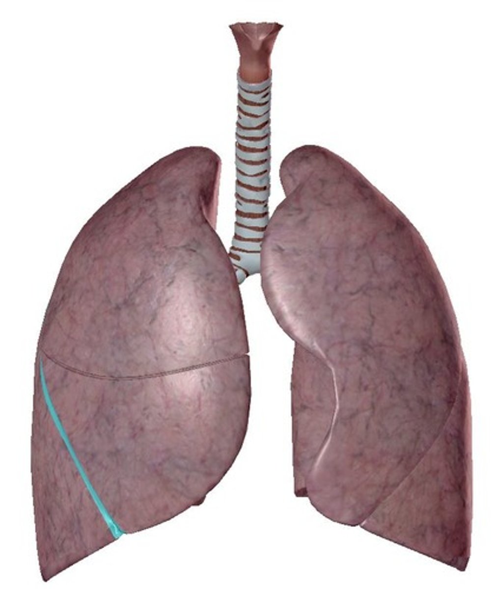 <p>lungs</p>