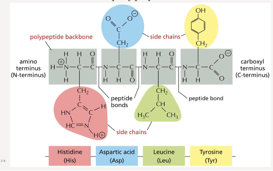 <p>the R-group (side chain) dictates the specific behavior (polar, nonpolar, acidic, basic)</p>