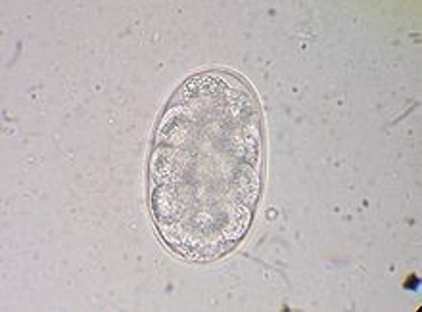 <p>egg</p>