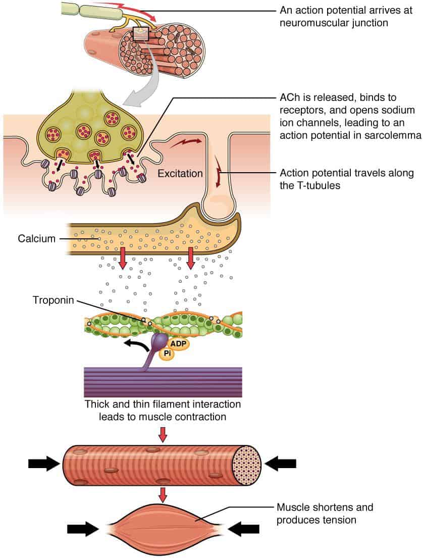 <p><span style="color: rgb(43, 49, 80)">What, in addition to adenosine triphosphate, must be present for a muscle to contract?</span></p>