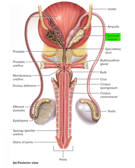 <p>Seminal vesicles </p>