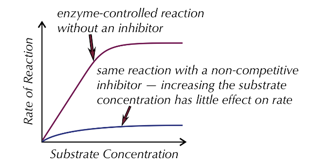 <p>bind to the allosteric site of an enzyme, causing the active site to change, substrates can no longer bind to it as they are not complementary to each other, the enzyme loses its function, it is irreversible do not compete with substrates as they are different shapes increase substrate concentration does not effect the enzyme activity as it is inhibited</p>