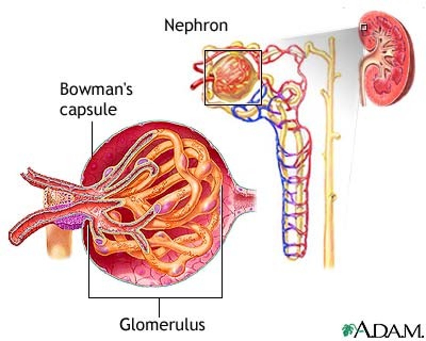 <p>Glomerulus</p>