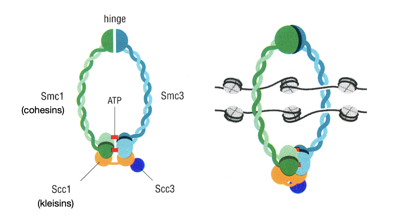 <ul><li><p>by cohesins</p><ul><li><p>→ proteins are belonging to the class of ;<strong>structural maintenance of chromosomes’ proteins</strong> (SMCs)</p></li></ul></li></ul><p></p>
