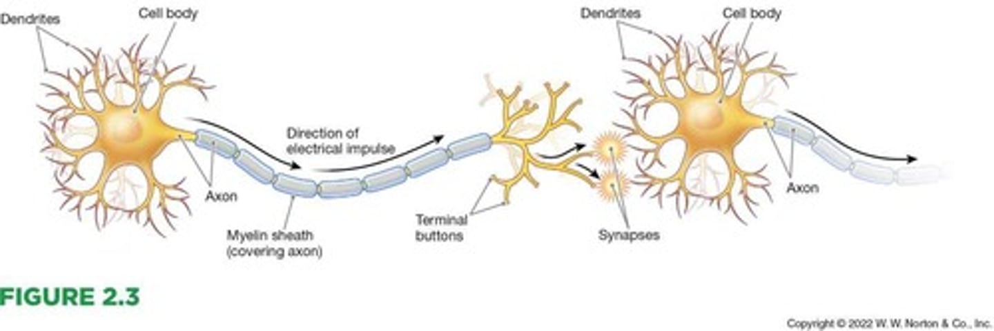 <p>The long, narrow outgrowth of a neuron that enables it to transmit information to other neurons.</p>