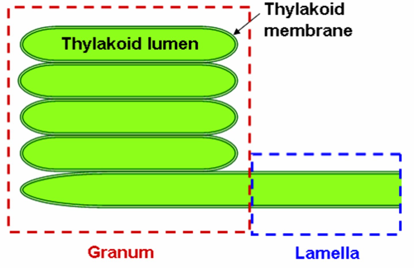 <p>the thylakoid membrane</p>