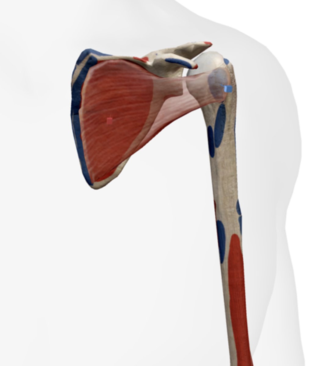 <p>Subscapular fossa of the scapula.</p>