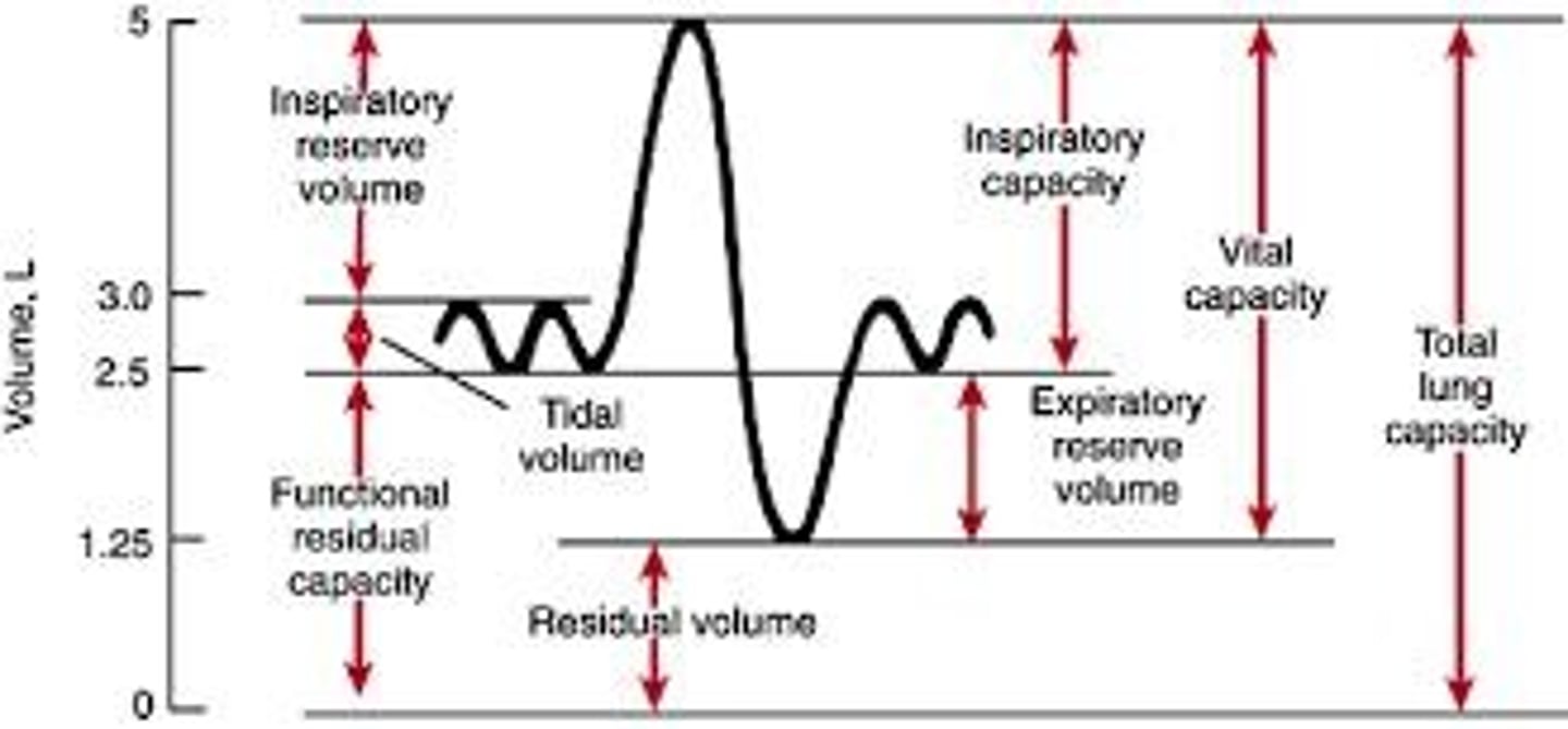 <p>Expiratory reserve volume (ERV), inspiratory capacity (IC), inspiratory reserve volume (IRV), and residual volume (RV).</p>
