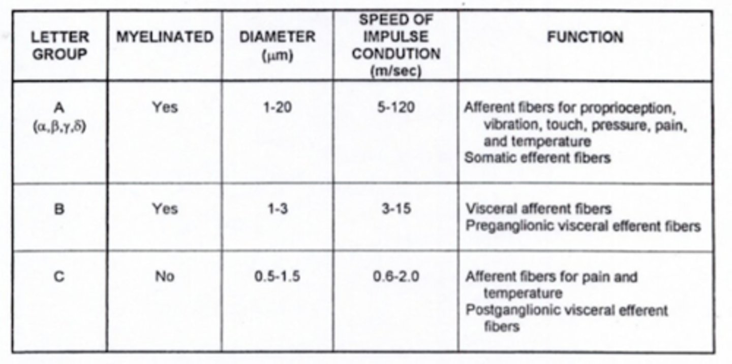 <p>type C fibers</p>