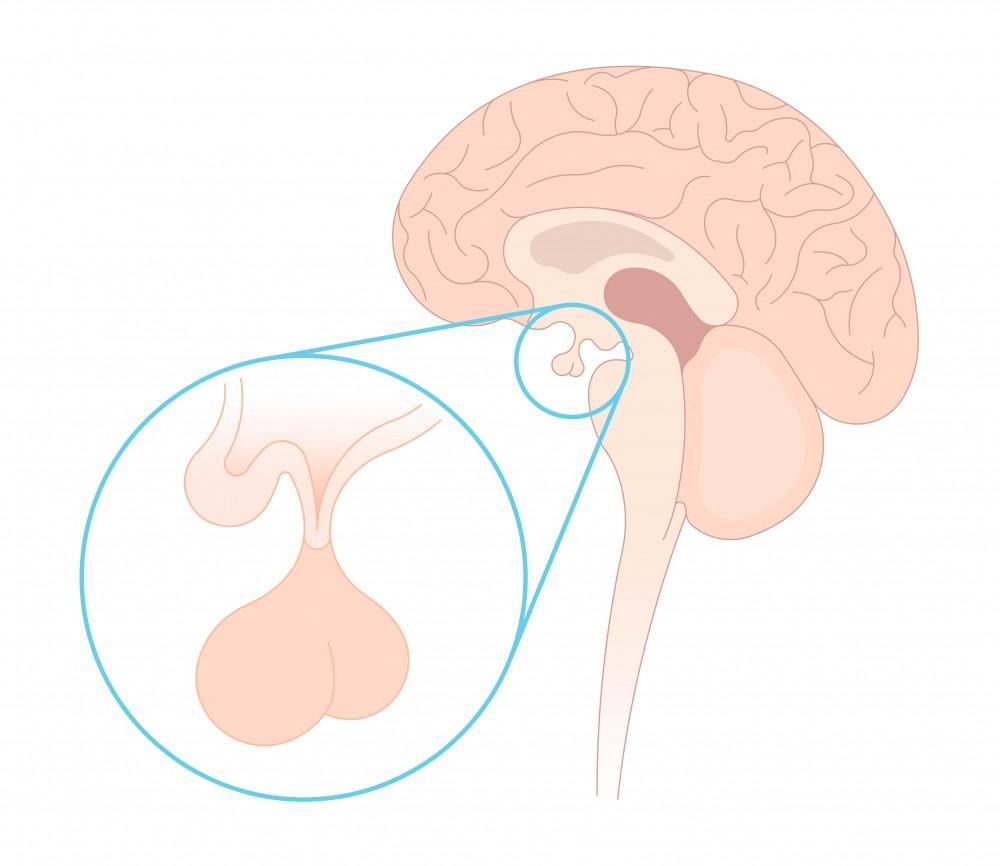 <p>master gland that directs other glands (regulates hunger, sexual arousal, growth + sleep)</p>