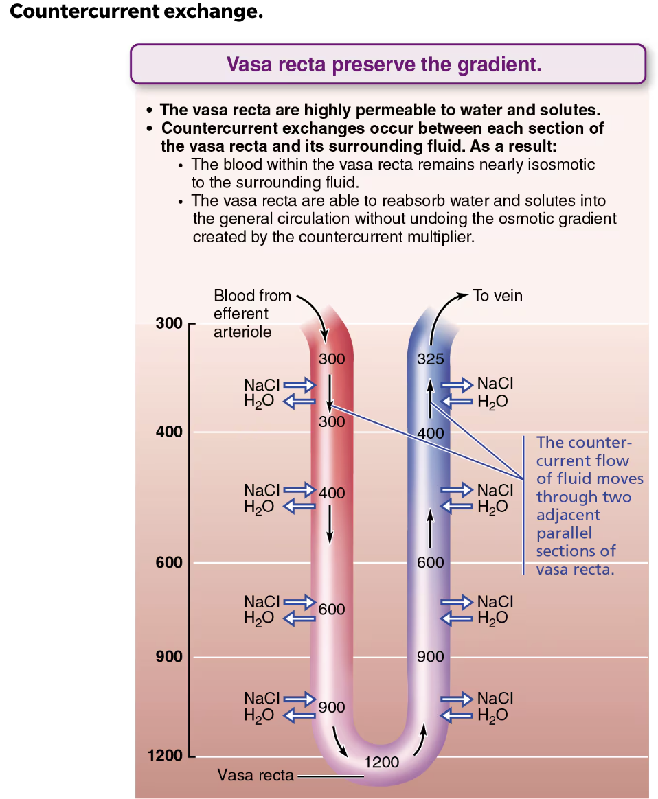 <p><strong>→ FALSE </strong></p><ul><li><p>Water is ascending vasa recta comes from descending vasa recta or is reabsorbed from nephron loop and collecting duct</p></li><li><p>RESULT → volume of blood at end of vasa recta is <strong>GREATER</strong> than at beginning </p></li></ul><p></p>