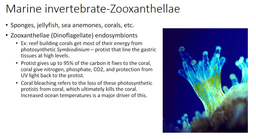 <p>-Many marine invertebrates (sponges, jellyfish, sea anemones, corals, ciliated protists) harbor endosymbiotic dinoflagellates called zooxanthellae within their tissues. Because the degree of host dependency on the dinoflagellate is variable, only one well-known example is presented here. Alveolata (section 17.4) The hermatypic (reef-building) corals satisfy most of their energy requirements using their zooxanthellae, which include members of the dinoflagellate genus Symbiodinium (figure 19.3a). These protists line the coral gastrodermal tissue at densities greater than 106 cells per square centimeter of coral animal. Symbiodinium cells give up to 95% of the carbon they fix in exchange for nitrogenous compounds, phosphates, CO₂, and protection from ultraviolet light from their coral hosts. In addition to dinoflagellates, corals host communities of bacteria, archaea, and protists in three habitats ( figure 19.36). The surface mucous layer supports the growth of nitrogen-fixing and chitin-degrading bacteria, while the animal tissue within the gastrodermal cavity and the coral skeleton feature other microbes. These microbial communities are responsible for extremely efficient nutrient cycling and tight coupling of trophic levels, which accounts for the stunning success of reef-building corals in developing vibrant ecosystems.</p><ul><li><p>During the past several decades, the number of coral bleaching events has increased dramatically. Coral bleaching is defined as a loss of either the photosynthetic pigments from the zooxanthellae or the complete expulsion of the dinoflagellates from the coral (figure 19.3c). Damage to photosystem II of the zooxanthellae generates reactive oxygen species (ROS); these ROS appear to directly damage many corals (recall that photosystem II uses water as the electron source, resulting in the evolution of oxygen). Coral bleaching appears to be caused by a variety of stressors, but one important factor is temperature. Temperature increases as small as 2°C above the average summer maxima can trigger coral bleaching. Sadly, evidence suggests that as many as one-third of corals and their zooxanthellae will be unable to evolve quickly enough to keep pace with predicted ocean warming if global climate change continues unchecked. Light reactions in oxygenic photosynthesis</p></li></ul>