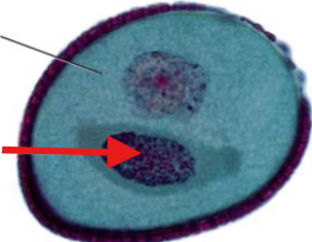 <p>What is being indicated on the Lilium Pollen Grain?</p>