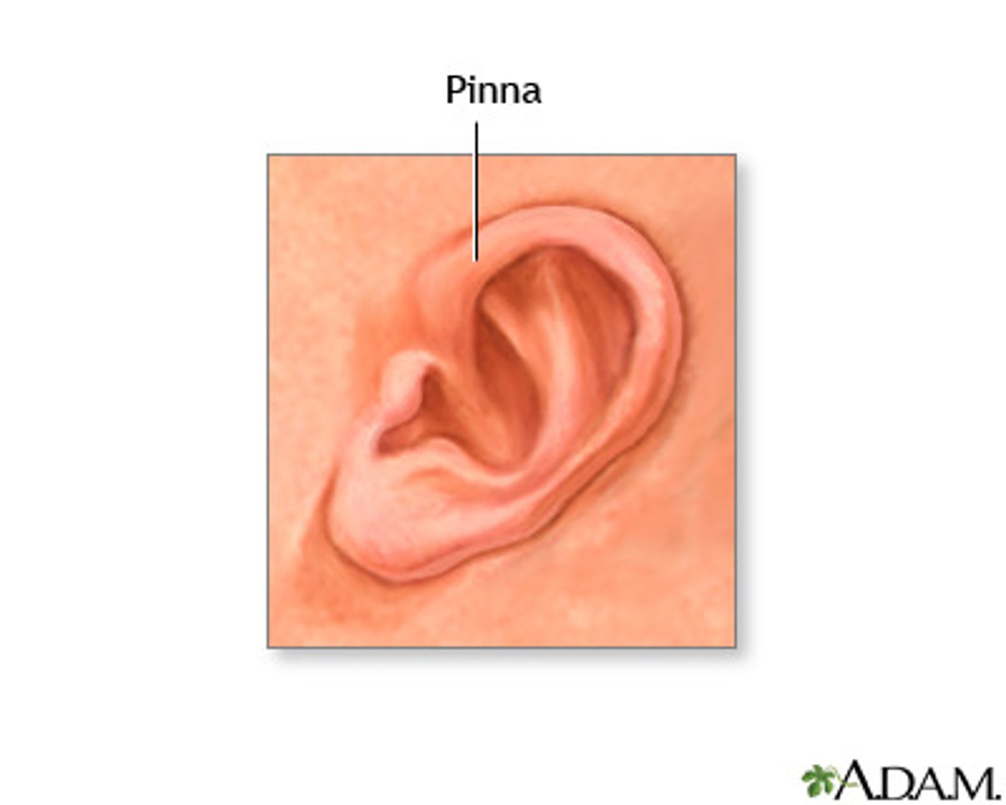 <p>outer part of the ear where sound to be directed into the auditory canal</p>