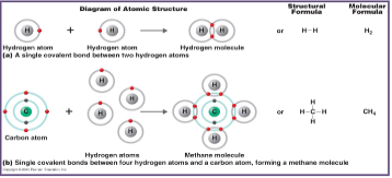 <p>Formed when two atoms come together and share electrons within their outer shell</p><p>→ strongest bond</p><p>Ex: Water is formed as a result of covalent bonds in between Hydrogen &amp; Oxygen</p>