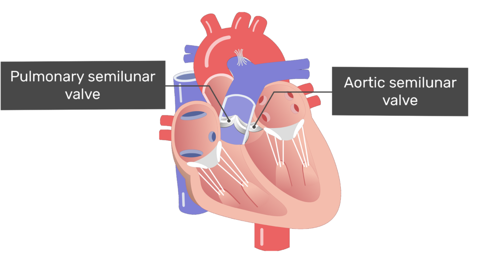 <p><span>separates and controls the blood flow from the right ventricle of the heart to the pulmonary artery without any backflow</span></p>