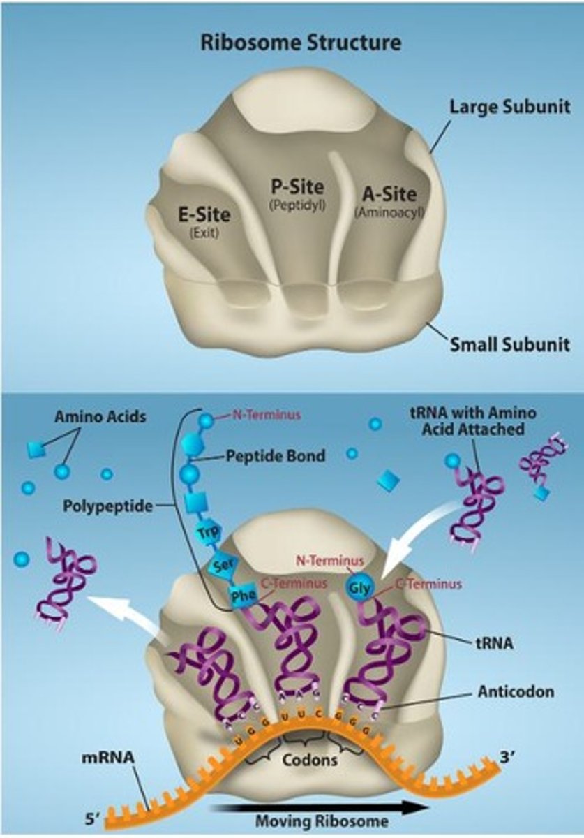 <p>A Site: binds aminoacyl tRNA; P Site: forms peptide bonds; E Site: prepares tRNA for exit.</p>