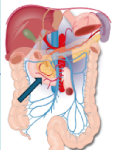 <p>What is the name of the organ at the tip of the arrow in the picture?</p>