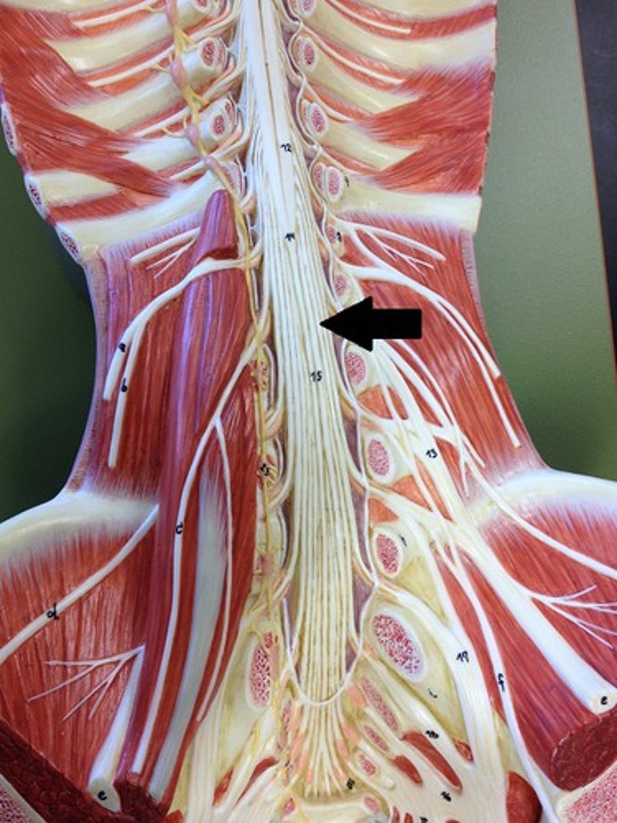 <p>below cona medullaris</p>