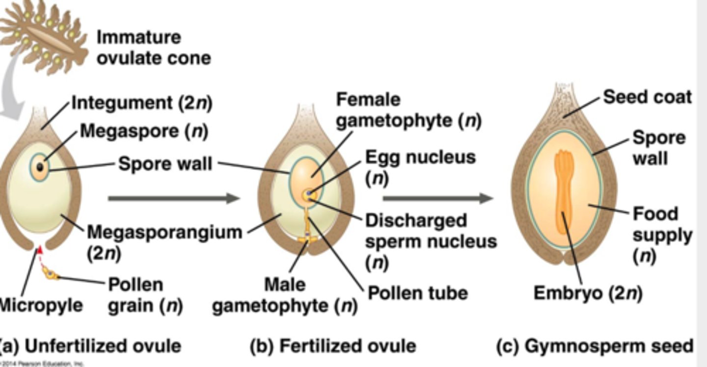 <p>"naked seeds"; seeds develop on the surface or tip of an appendage, not encased within it; no fruits</p>