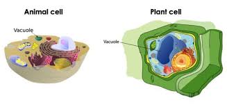 <p>vacuole</p>