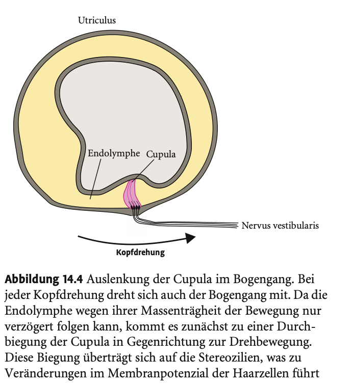<p><span><strong>Registrierung von Drehbewegungen durch die Bogengänge</strong></span></p><p>&nbsp;</p><p>&nbsp;</p><p><span><strong>Anatomie und Ausrichtung</strong></span></p><p>&nbsp;</p><ul><li><p><span>Drei <strong>Bogengänge</strong>, jeweils <strong>senkrecht zueinander</strong> → Abdeckung aller drei Raumrichtungen.</span></p></li><li><p><span>Jeder Bogengang ist empfindlich für eine spezifische <strong>Rotationsrichtung</strong> des Kopfes.</span></p></li></ul><p>&nbsp;</p><p>&nbsp;</p><p><span><strong>Physiologischer Mechanismus</strong></span></p><p>&nbsp;</p><ul><li><p><span><strong>Kopfbewegung</strong> → Bogengänge bewegen sich mit dem Schädel, da fest eingebettet.</span></p></li><li><p><span>Die darin enthaltene <strong>Endolymphe</strong> reagiert <strong>verzögert</strong> aufgrund ihrer <strong>Massenträgheit</strong>:</span></p><ul><li><p><span>→ erzeugt <strong>Druck auf die Cupula</strong> (gallertige Struktur).</span></p></li><li><p><span>Die Cupula befindet sich im erweiterten Abschnitt jedes Bogengangs.</span></p></li></ul></li><li><p><span><strong>Auslenkung der Cupula</strong> je nach Rotationsrichtung → verbiegt die <strong>Stereozilien der Haarzellen</strong>.</span></p></li><li><p><span>Dies führt zu:</span></p><ul><li><p><span><strong>Ionenströmen (Kalium)</strong></span></p></li><li><p><span><strong>Modulation der Glutamatfreisetzung</strong></span></p></li><li><p><span>→ <strong>Aktionspotenziale im N. vestibularis</strong></span></p></li></ul></li></ul><p></p><p></p><p><span><strong>Signalverarbeitung</strong></span></p><p>&nbsp;</p><ul><li><p><span>Nicht jede Bewegung entspricht exakt der Achse eines Bogengangs → meist werden <strong>mehrere Bogengänge gleichzeitig aktiviert</strong>.</span></p></li><li><p><span>Das Gehirn <strong>verrechnet die eingehenden Signale</strong>, um die <strong>präzise Rotationsrichtung</strong> zu rekonstruieren.</span></p></li></ul><p></p>