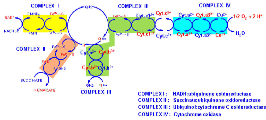 <ul><li><p>different affinities creates directionality</p></li></ul>