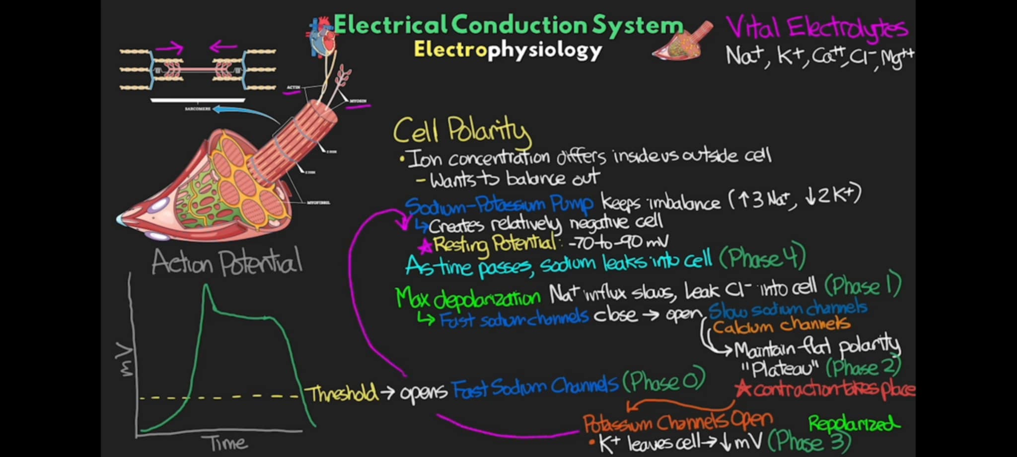 <p>what phase of action potential of the cell where Na+ leaks into cell as time passes and breaks the threshold wherein it becomes the catalyst for fast Na+ ion channel to open, causing rapid influx of excitatory Na+ ions to flow inside the cell and make it more positive in phase 0</p>